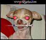 un chien