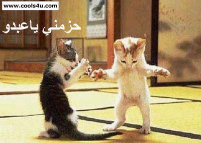 les chats
