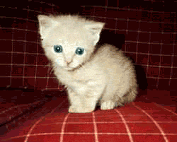 une chatte belle