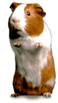 un hamster