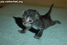 une souris